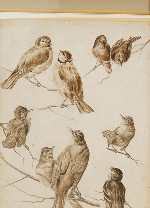 19th century School, monochrome watercolour, Studies of birds, 34 x 24cm. Condition - fair